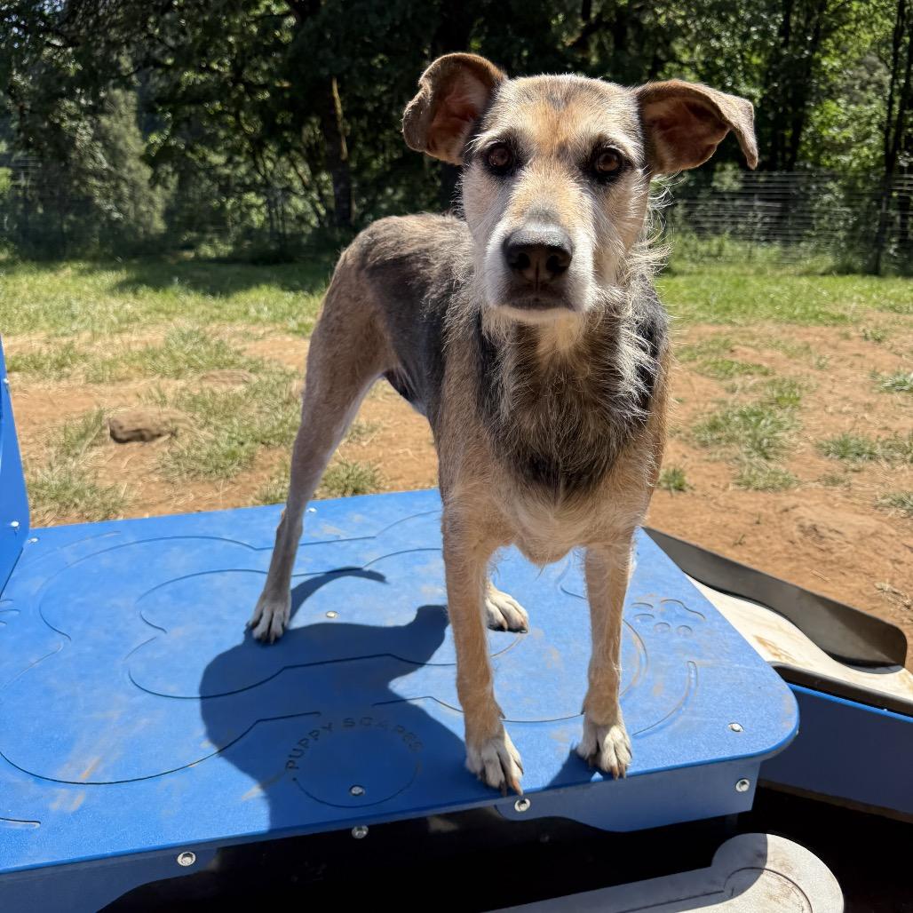 Gus, a Adoptable mixed breed in Salem, OR image 6/6