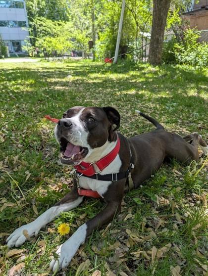 Kimber, Adoptable, Adult Female Mixed Breed & Mixed Breed.