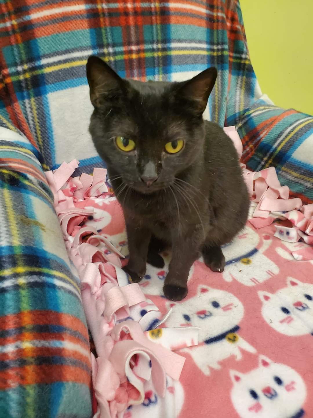 Cat for adoption Pearl, a Domestic Short Hair in Southaven , MS