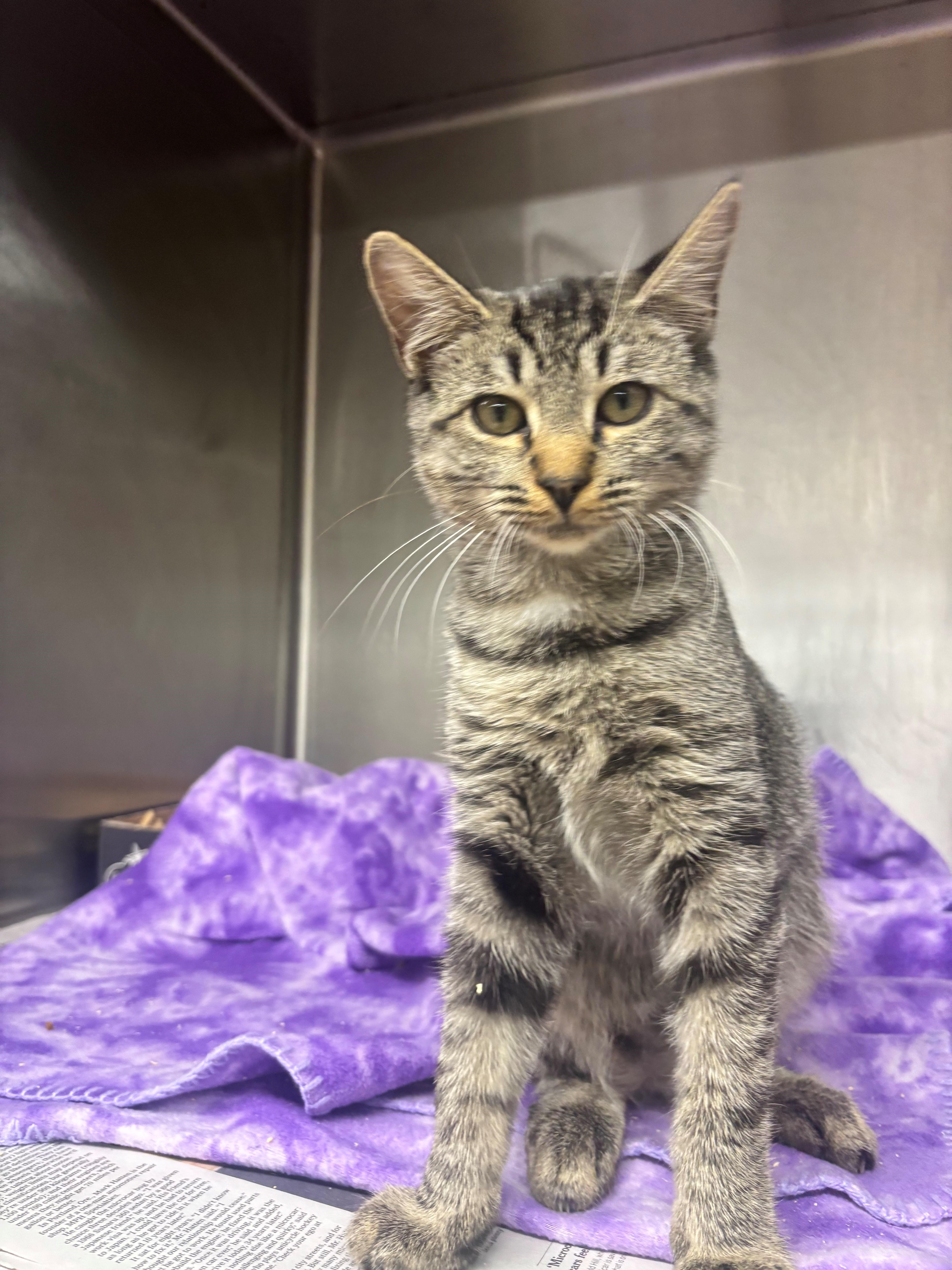 Candy, Adoptable, Young Female Domestic Short Hair.