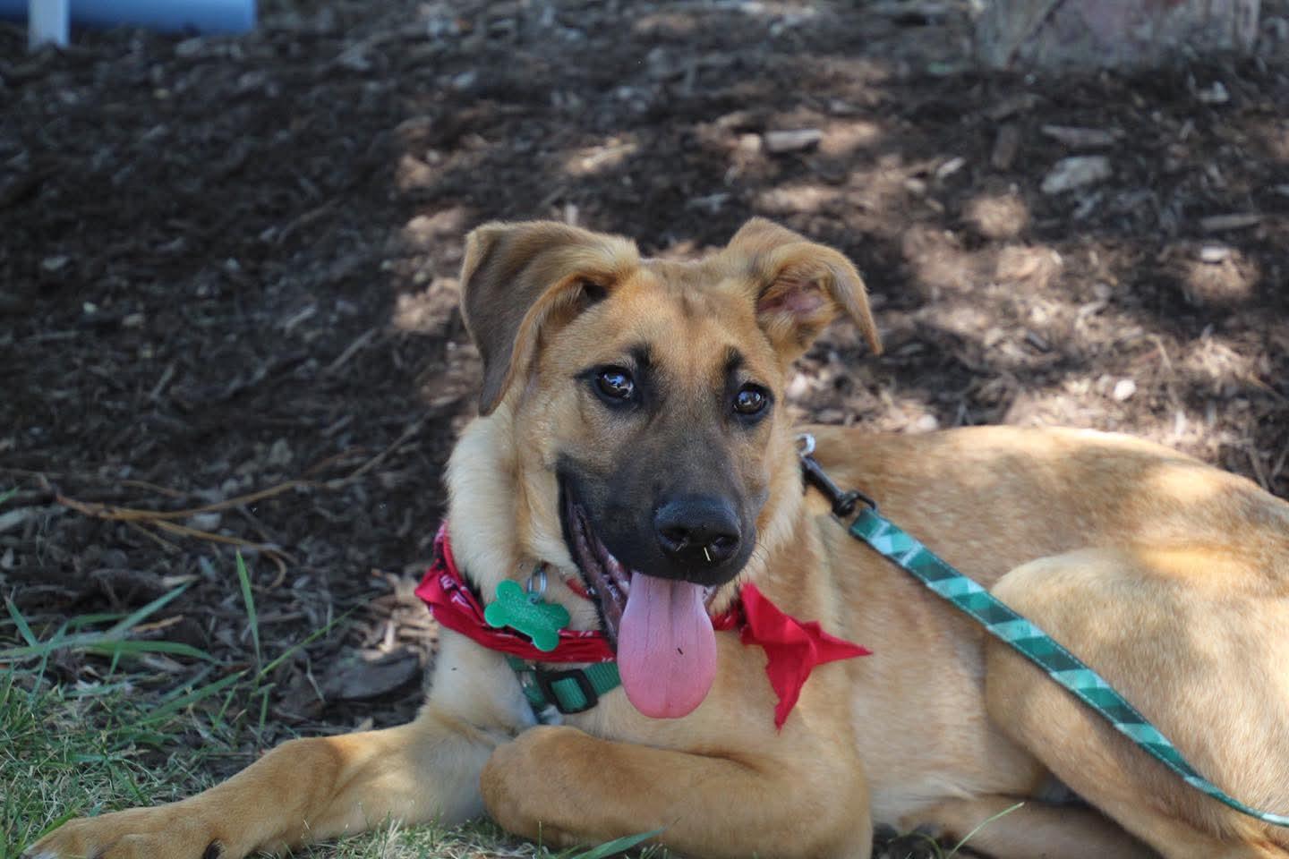 Sunny, Baby Male Shepherd