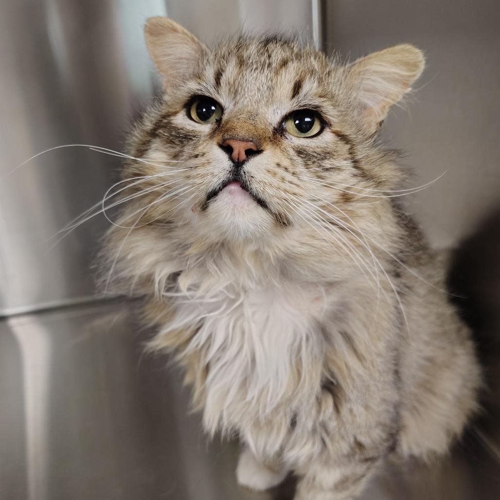 Finnegan, Adoptable, Adult Male Domestic Medium Hair.