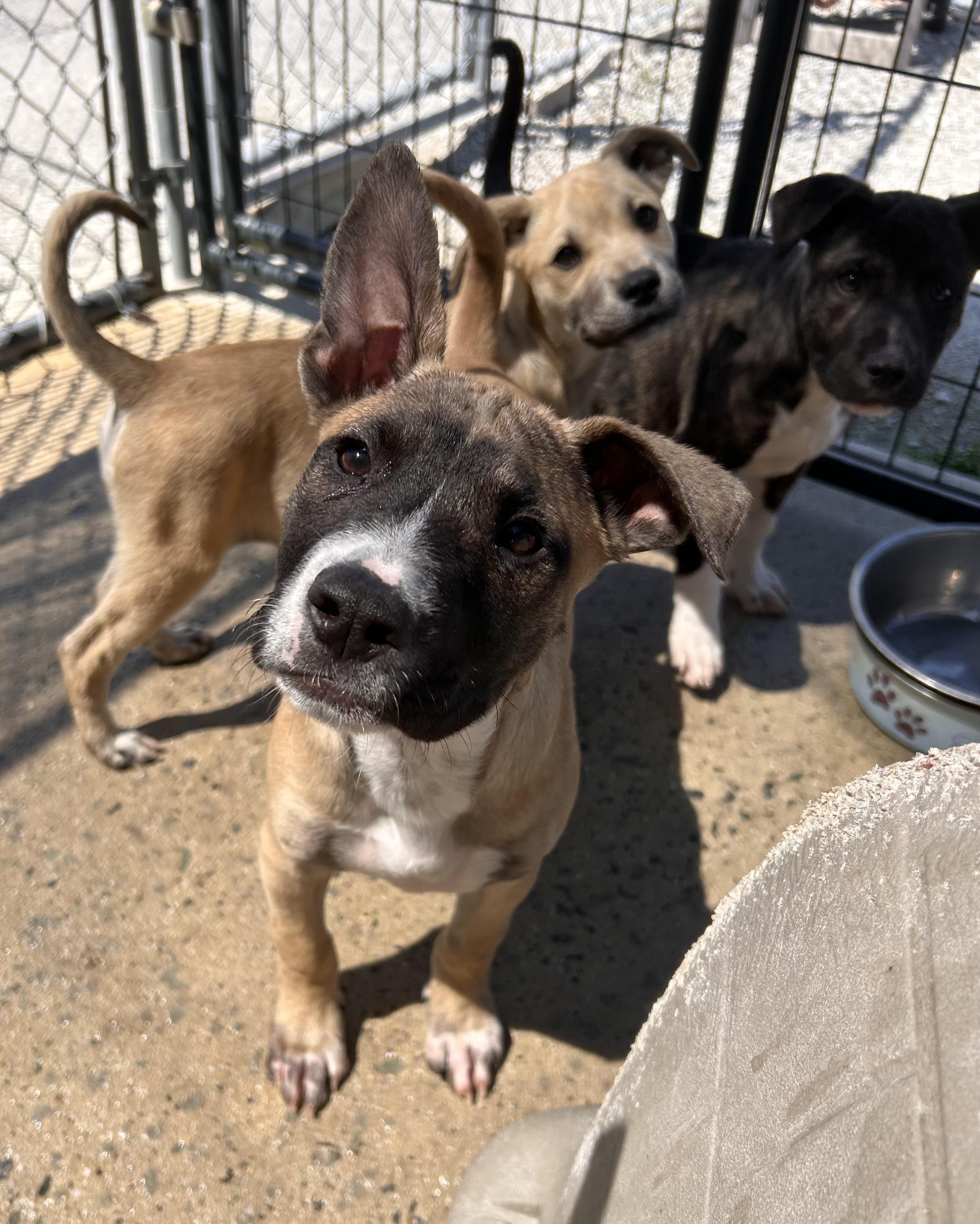 Moth, ADOPTABLE, Puppy Male Mixed Breed.