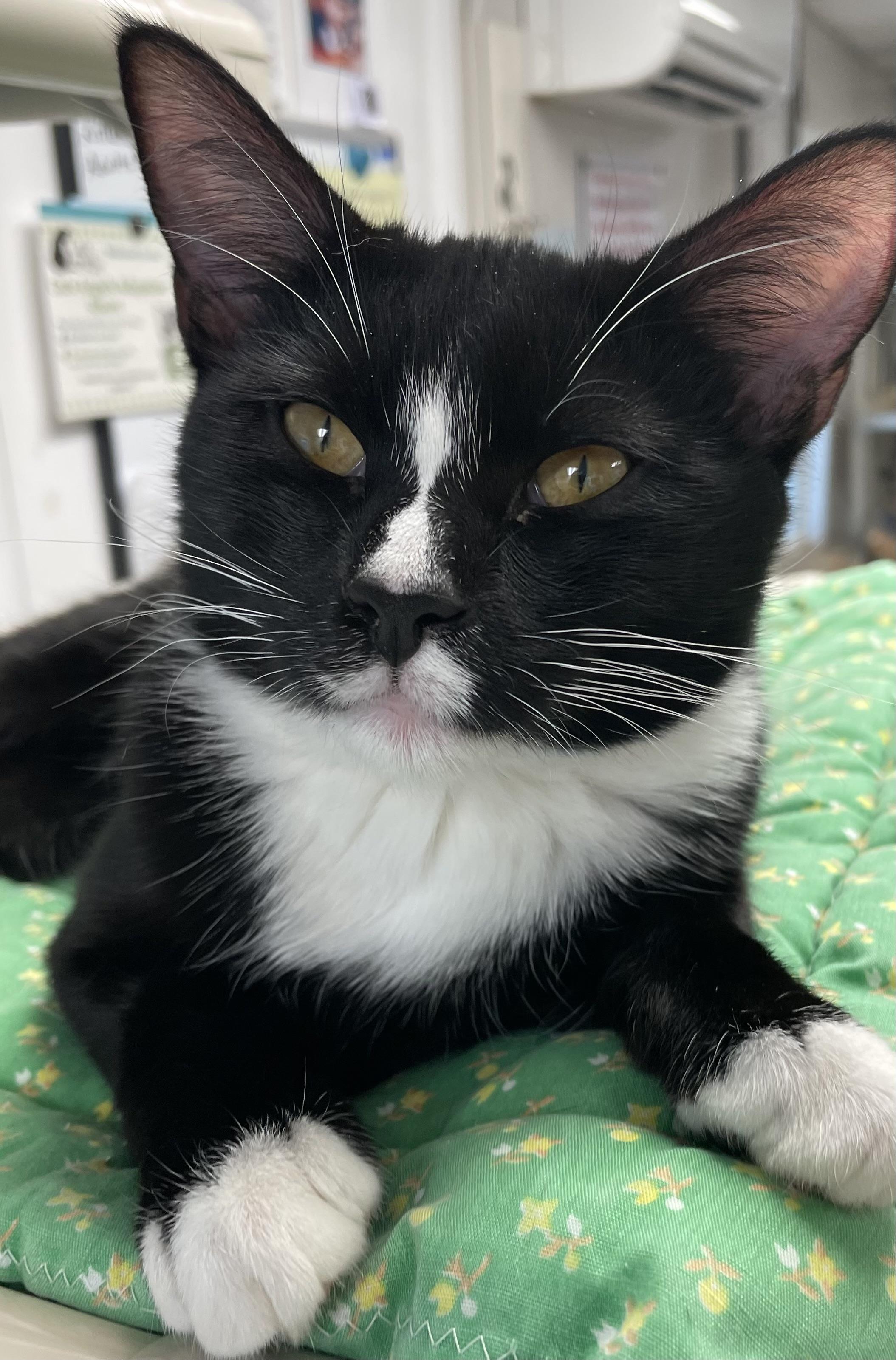 Trixie , adoptable, Kitten Female Domestic Short Hair.