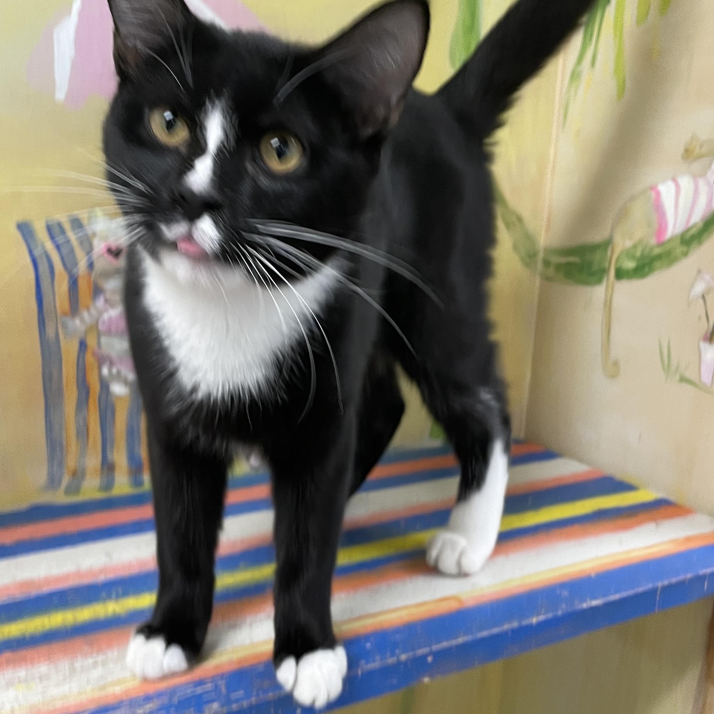 Enlarge Trixie , an adoptable Domestic Short Hair in Fernandina Beach, FL image 3/4