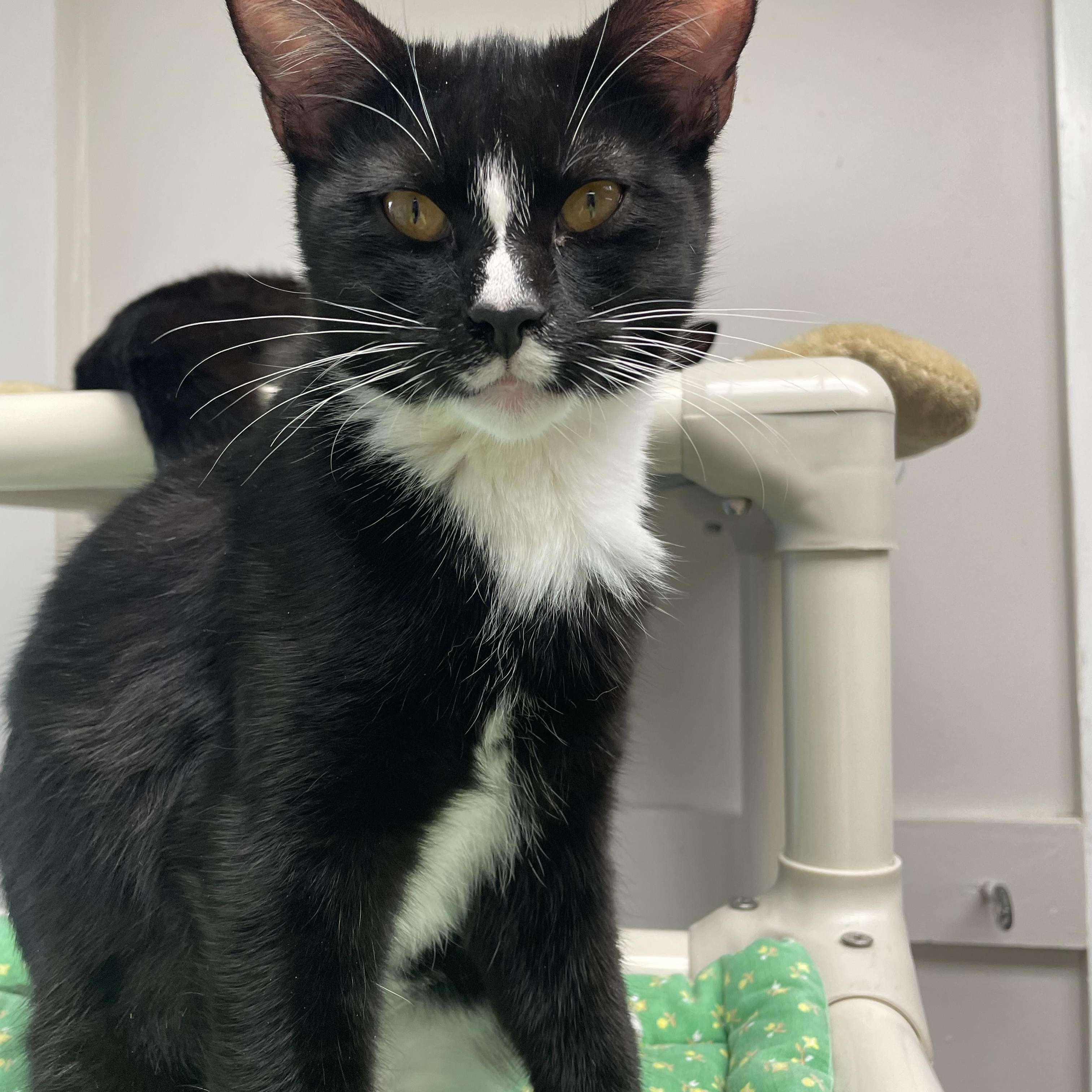 Enlarge Trixie , an adoptable Domestic Short Hair in Fernandina Beach, FL image 4/4