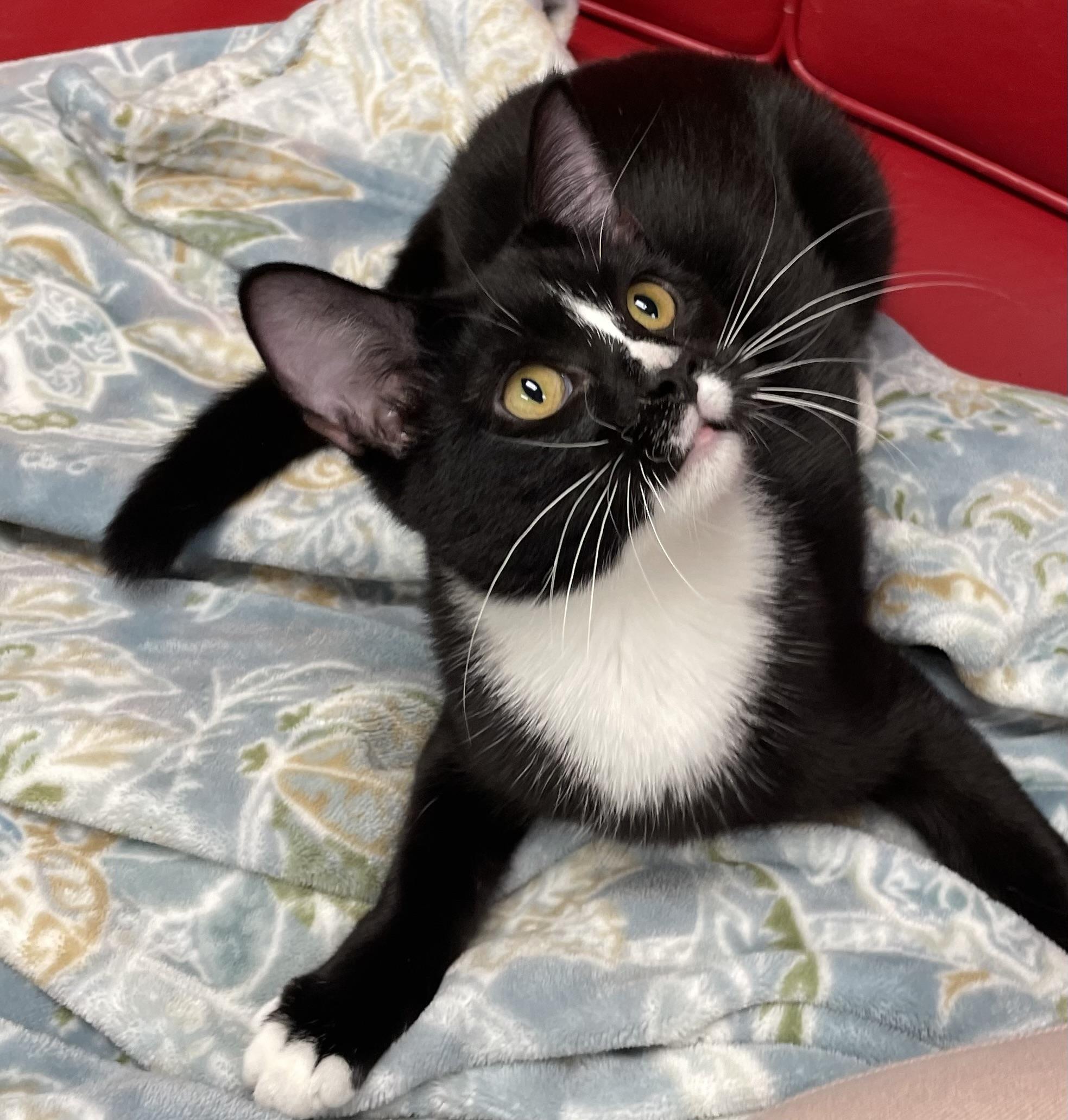 Enlarge Trixie , a ADOPTABLE Domestic Short Hair in Fernandina Beach, FL image 1/2