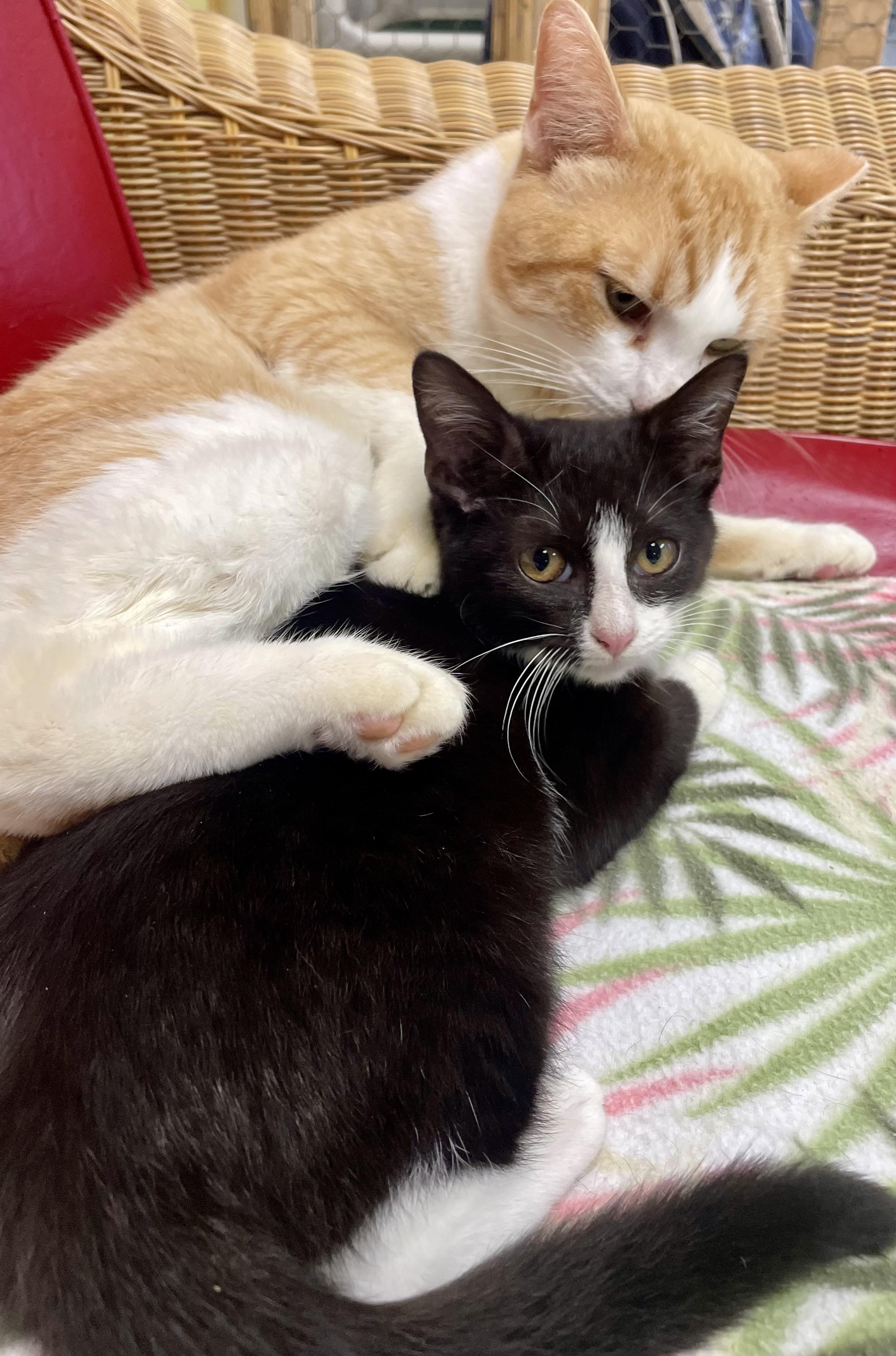 Enlarge Trixie , a ADOPTABLE Domestic Short Hair in Fernandina Beach, FL image 2/2