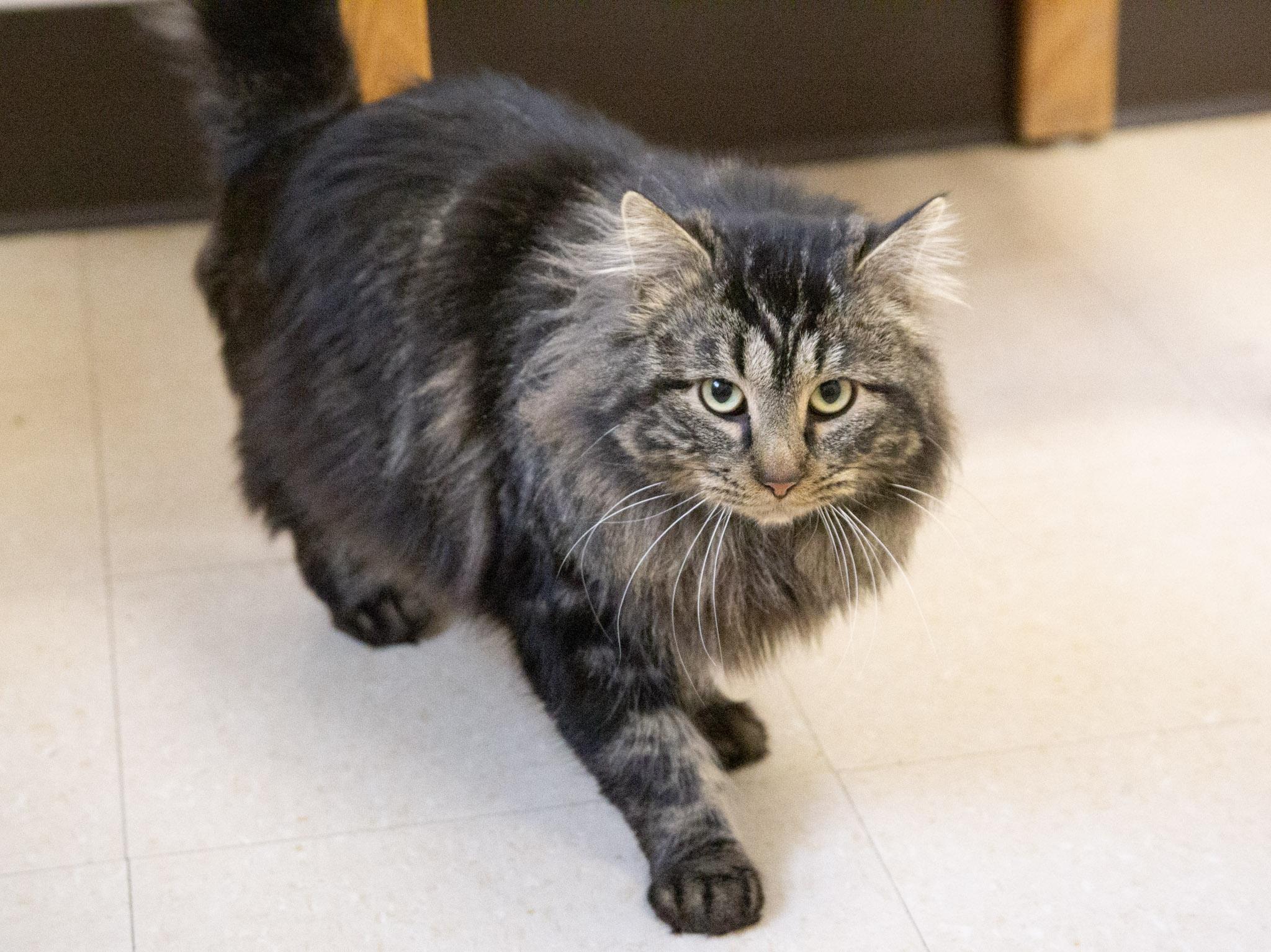 Enlarge Ruger, an adopted Domestic Long Hair in Red Wing, MN image 2/3