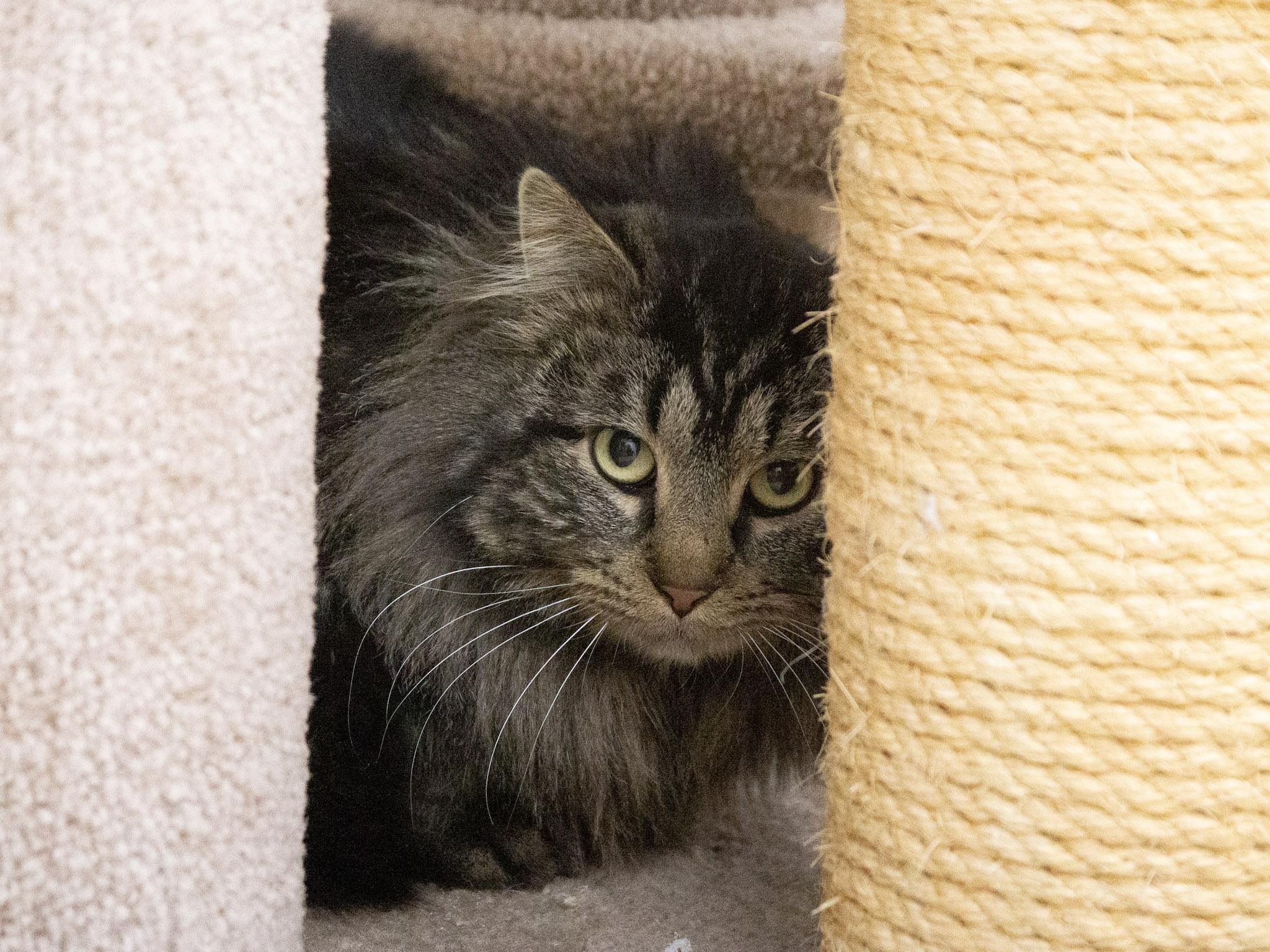 Enlarge Ruger, an adopted Domestic Long Hair in Red Wing, MN image 3/3