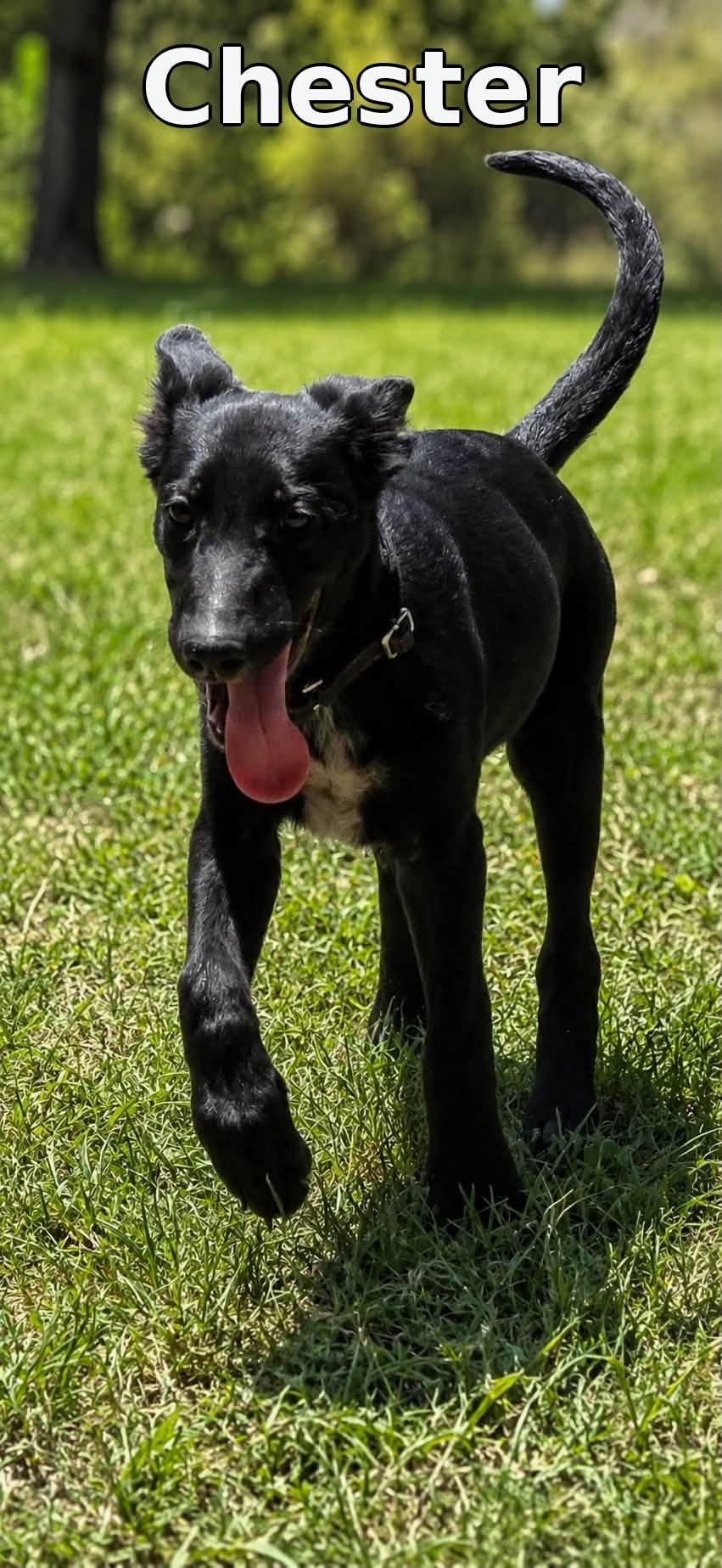 Chester, Adoptable, Puppy Male Mixed Breed.
