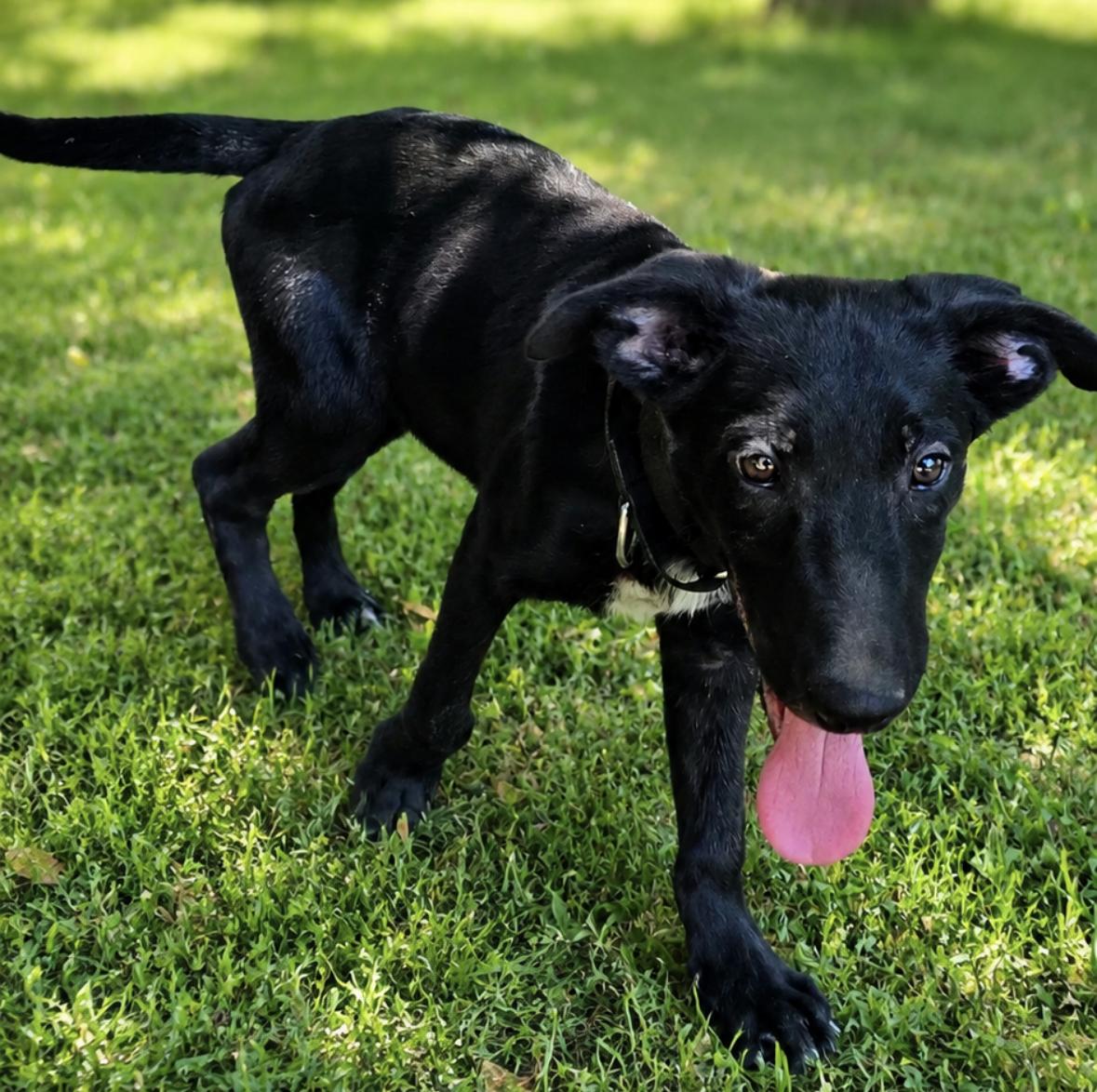 Enlarge Chester, a Adoptable Mixed Breed in Rock Hill, NY image 2/2