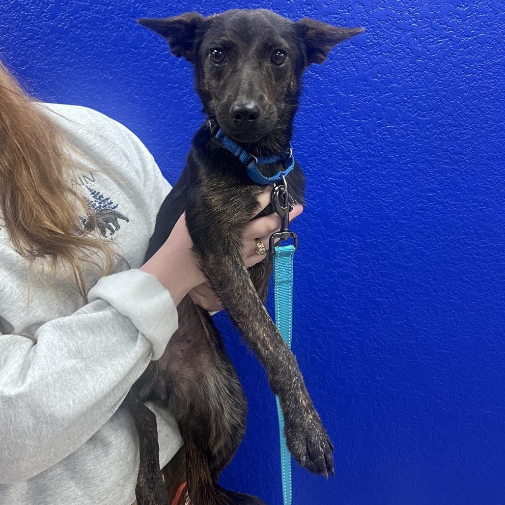 Enlarge Sparky, a Adoptable mixed breed in Waco, TX image 1/3