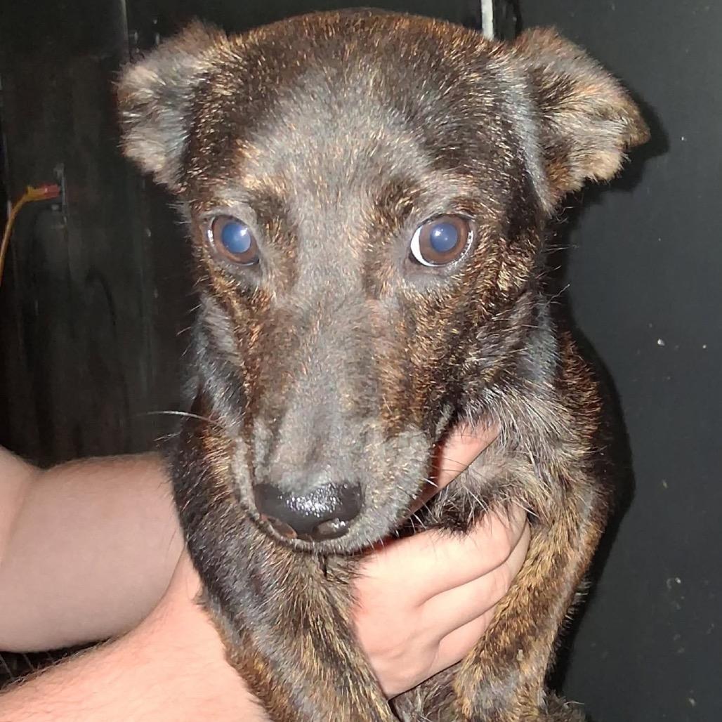 Enlarge Sparky, a Adoptable mixed breed in Waco, TX image 3/3