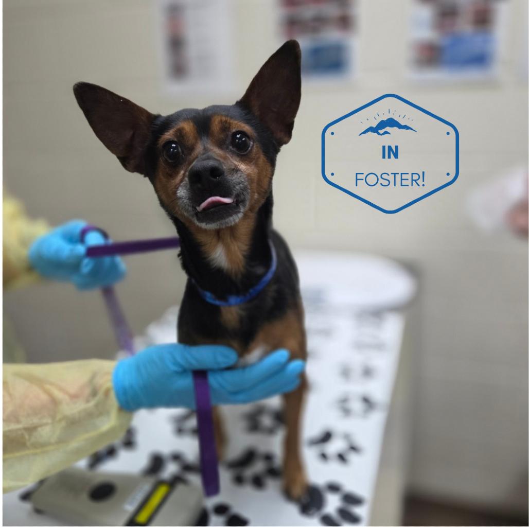 Corn, Adoptable, Adult Male Chihuahua & Miniature Pinscher.