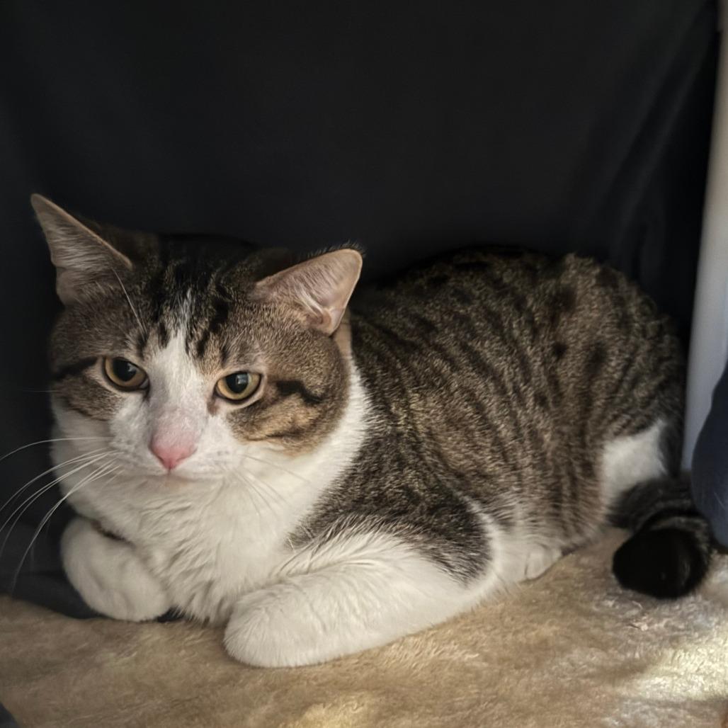 Tigger, Adoptable, Adult Male Domestic Short Hair.