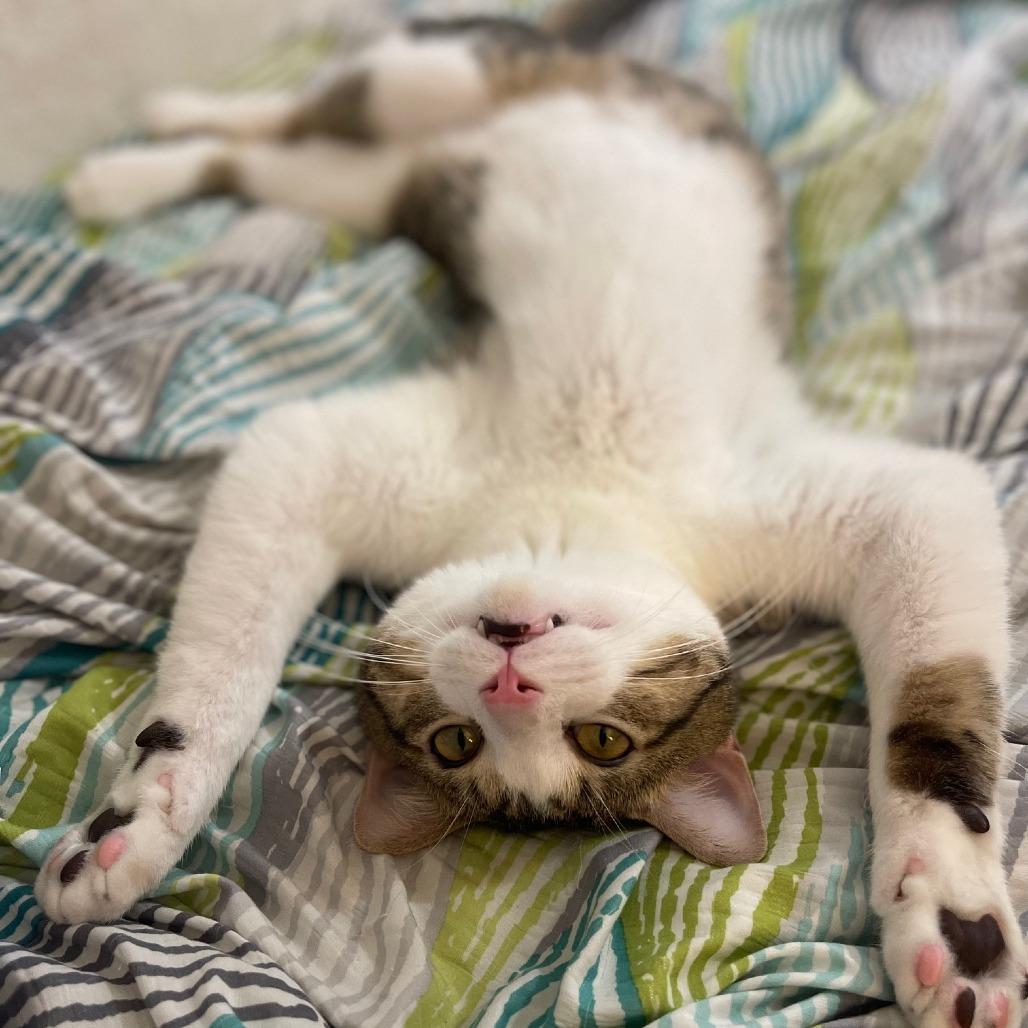 Enlarge Tigger, a Adoptable Domestic Short Hair in Saint Charles, MO image 2/6