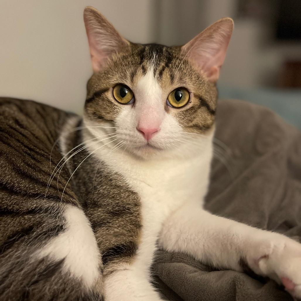 Enlarge Tigger, a Adoptable Domestic Short Hair in Saint Charles, MO image 3/6