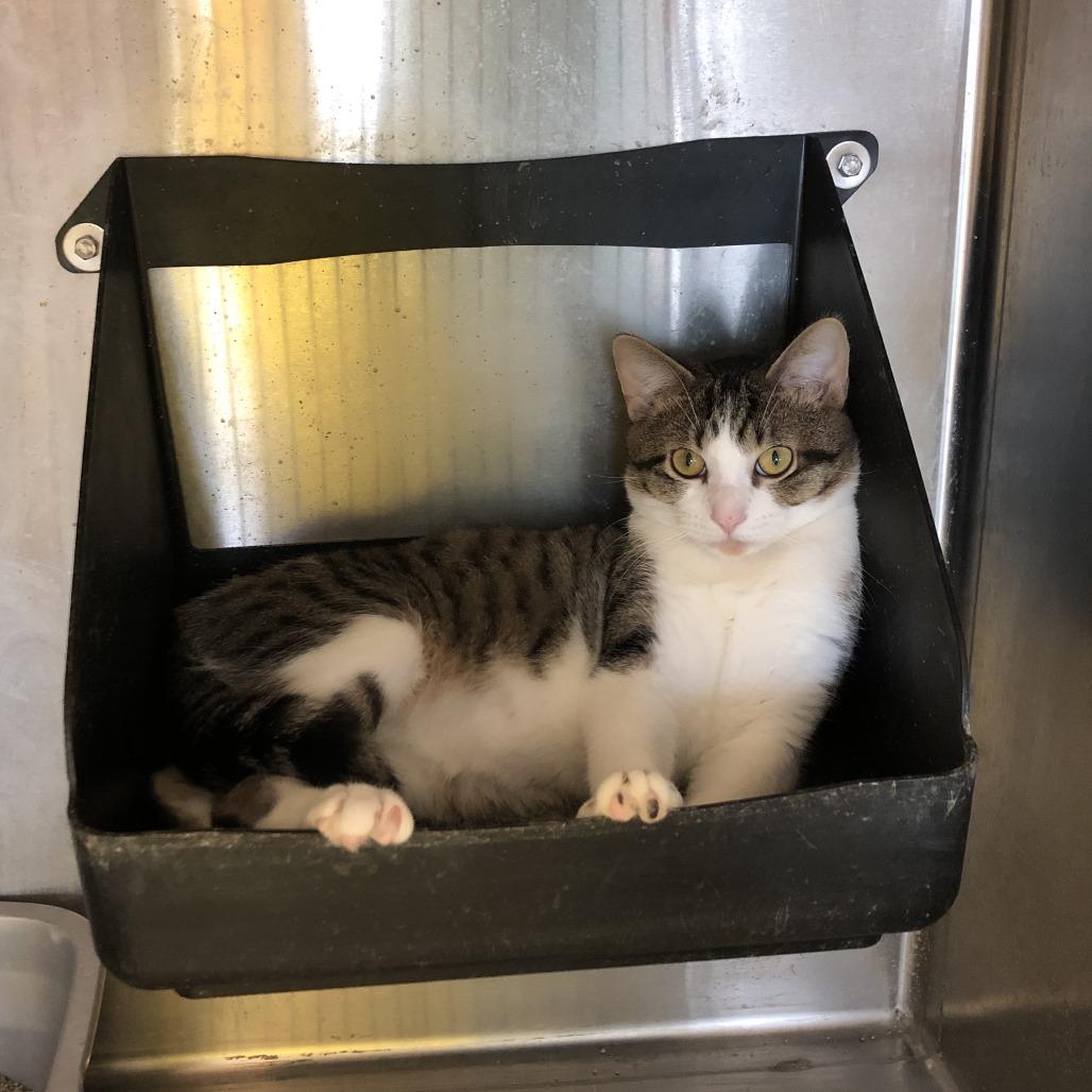 Enlarge Tigger, a Adoptable Domestic Short Hair in Saint Charles, MO image 4/6