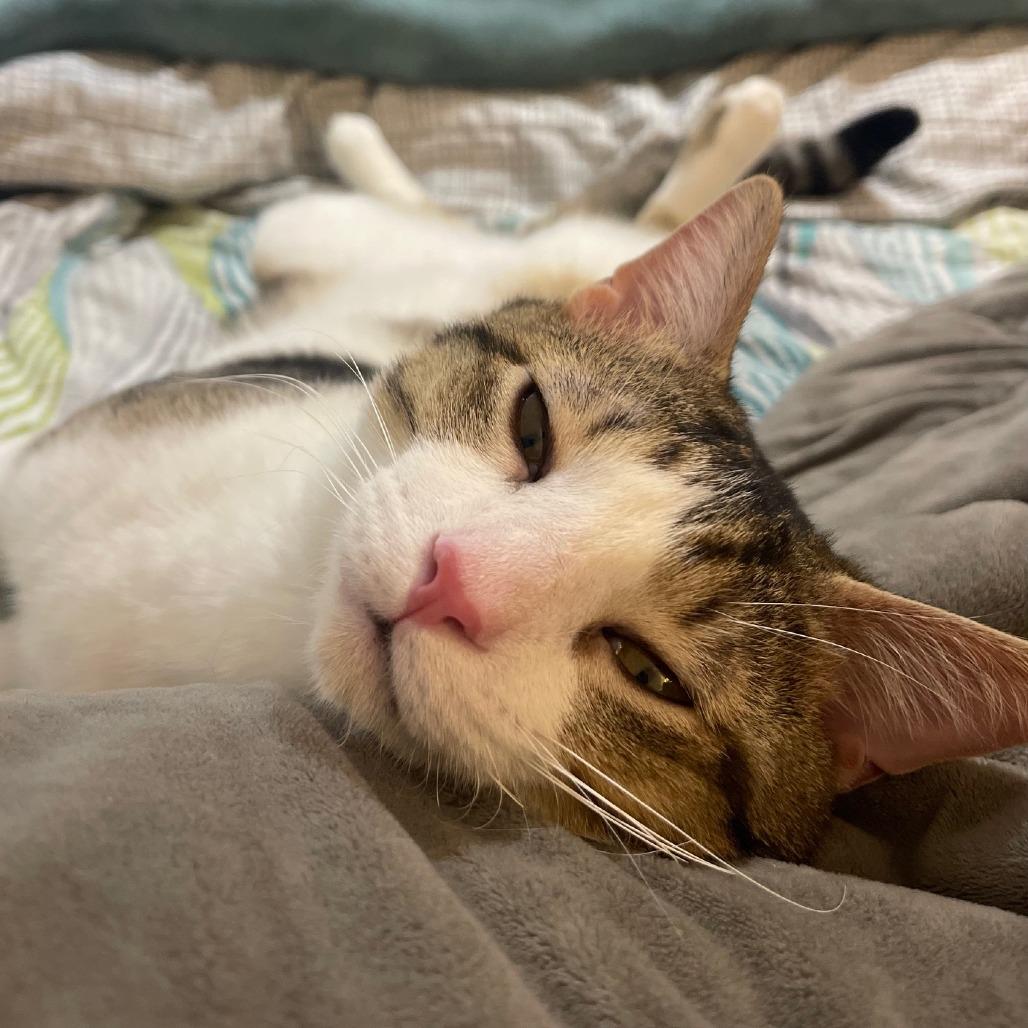 Enlarge Tigger, a Adoptable Domestic Short Hair in Saint Charles, MO image 5/6