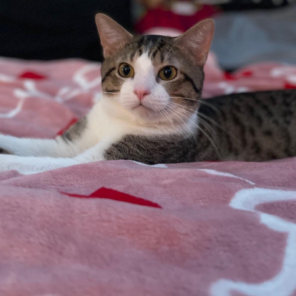 Enlarge Tigger, a Adoptable Domestic Short Hair in Saint Charles, MO image 6/6