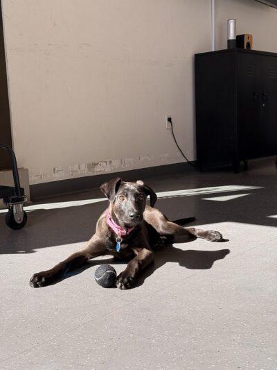 Enlarge Gianna, an adopted mixed breed in Truckee, CA image 5/5