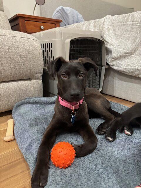 Enlarge Gianna, an adopted mixed breed in Truckee, CA image 3/5