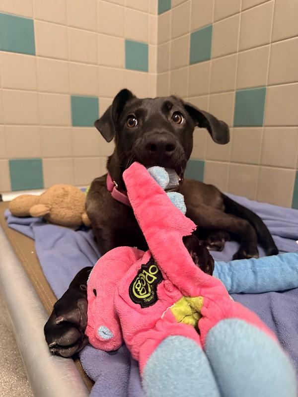 Gianna, adopted, Young Female Mixed Breed.