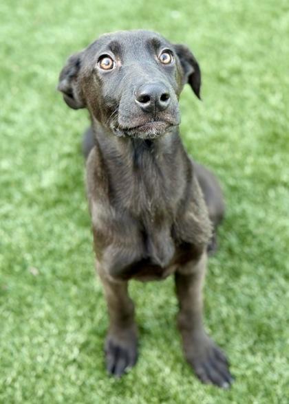 Enlarge Gianna, an adopted mixed breed in Truckee, CA image 2/5
