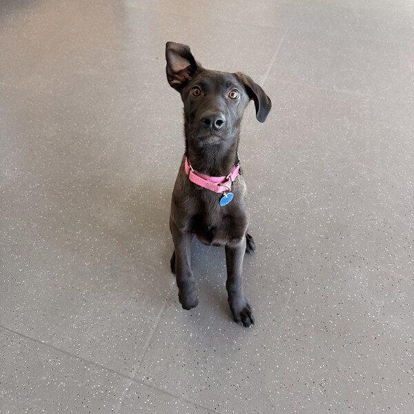 Enlarge Gianna, an adopted mixed breed in Truckee, CA image 4/5