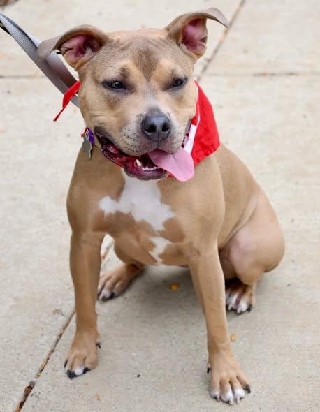 Enlarge Moxie, an adoptable mixed breed in Palatine, IL image 2/4