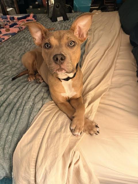 Moxie, an adoptable mixed breed in Palatine, IL image 4/4