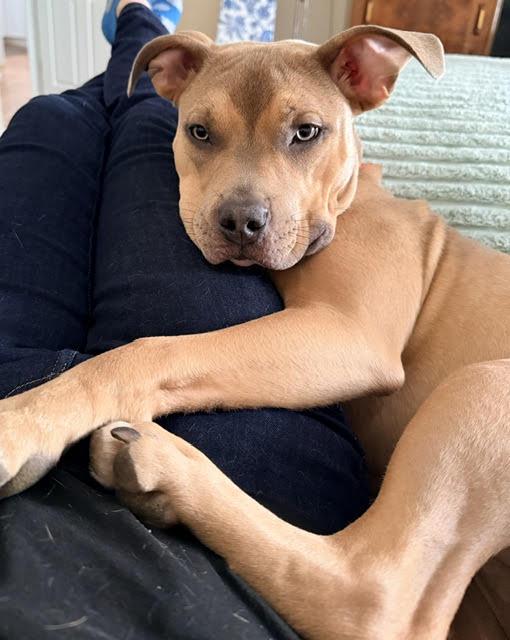 Moxie, an adoptable mixed breed in Palatine, IL image 3/4