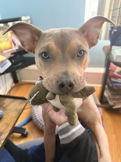 Moxie, an adoptable mixed breed in Palatine, IL image 2/4