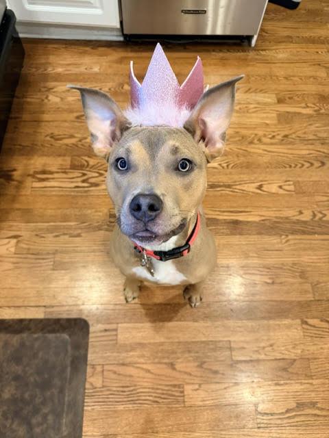 Moxie, adoptable, Young Female Pit Bull Terrier.