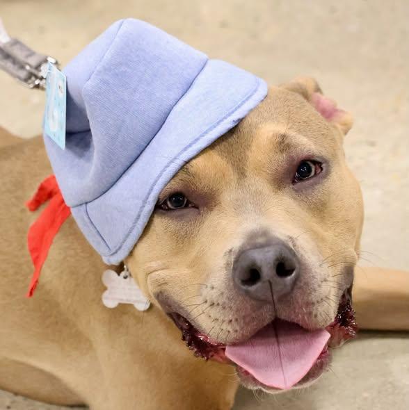 Moxie, adoptable, Young Female Pit Bull Terrier.