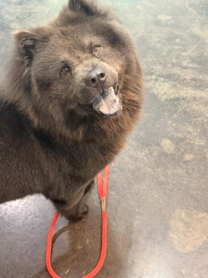 Chowder, Adoptable, Adult Male Chow Chow & Mixed Breed.