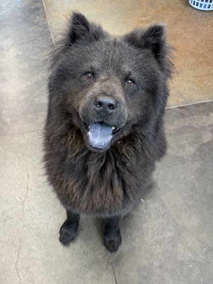 Chowder, a Adoptable mixed breed in Memphis, TN image 2/2