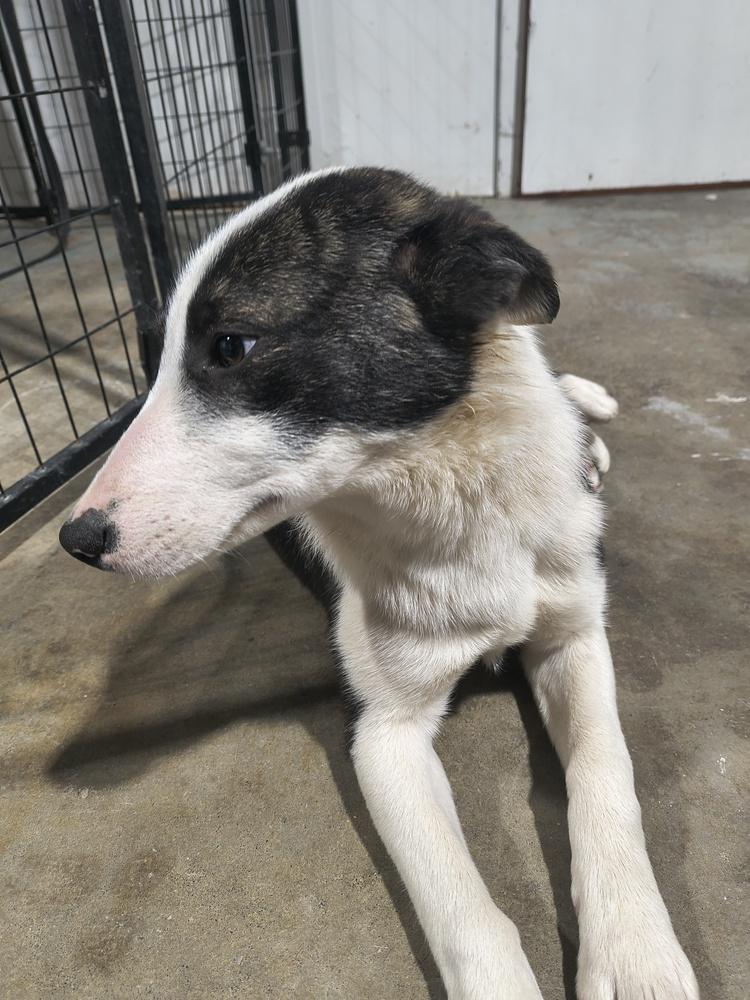 Enlarge Rainy, a Adoptable mixed breed in Moses Lake, WA image 1/3