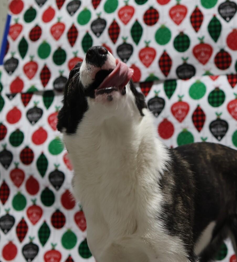 Enlarge Rainy, a Adoptable mixed breed in Moses Lake, WA image 2/3