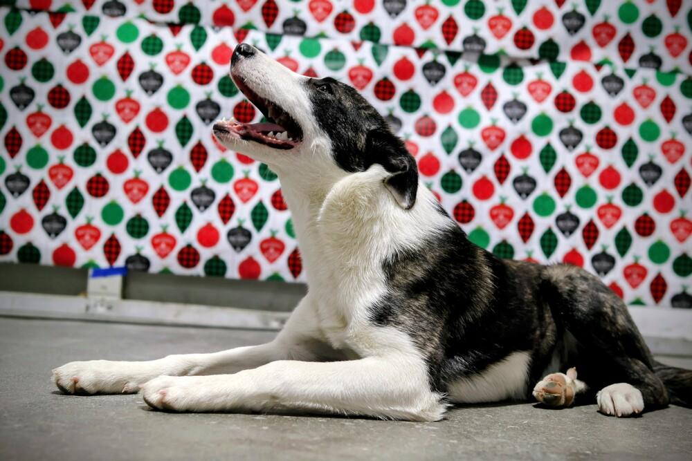 Enlarge Rainy, a Adoptable mixed breed in Moses Lake, WA image 3/3