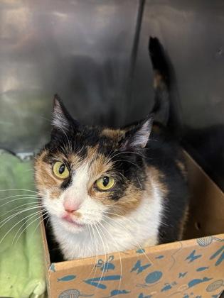 Enlarge Stella, a ADOPTABLE Domestic Short Hair in Lafayette, IN image 1/1