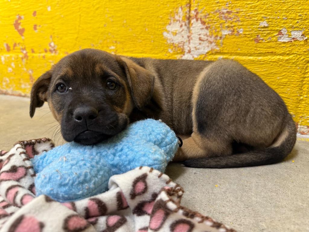 Enlarge Nora, a Adopted mixed breed in Murray, KY image 3/6