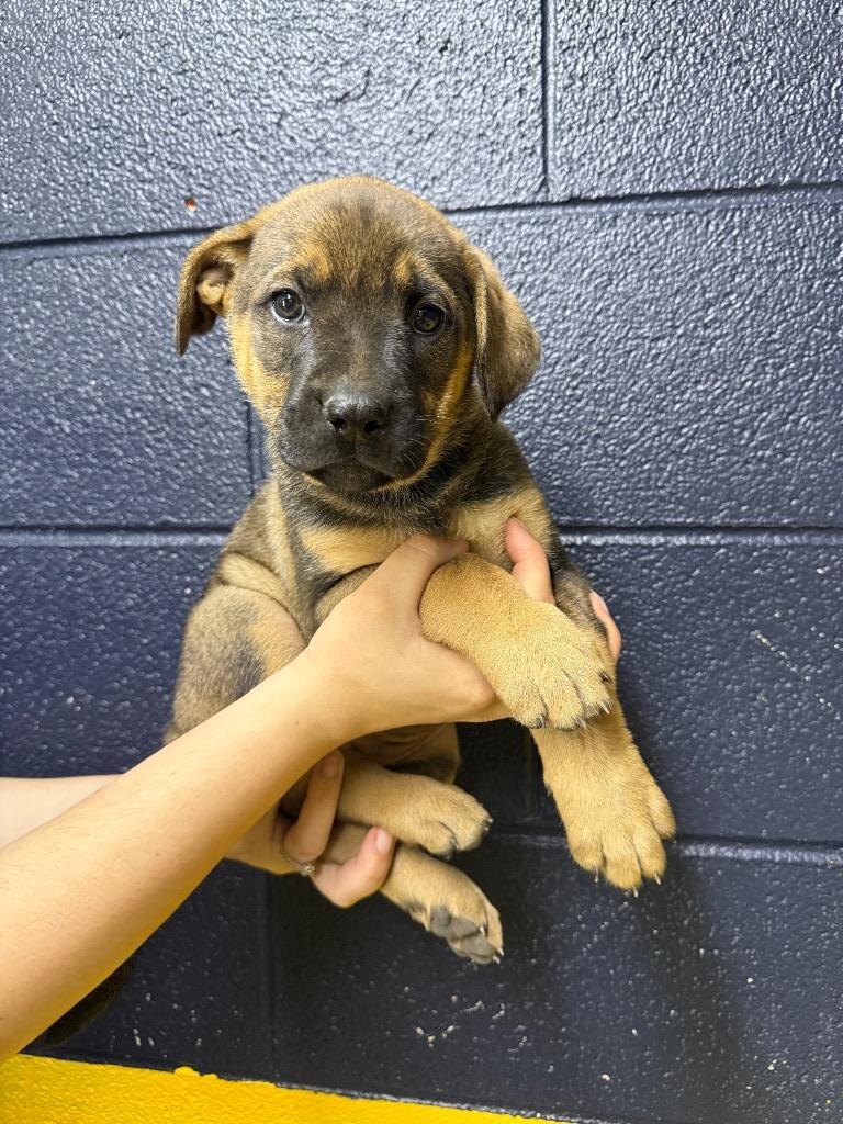 Enlarge Nora, a Adopted mixed breed in Murray, KY image 4/6