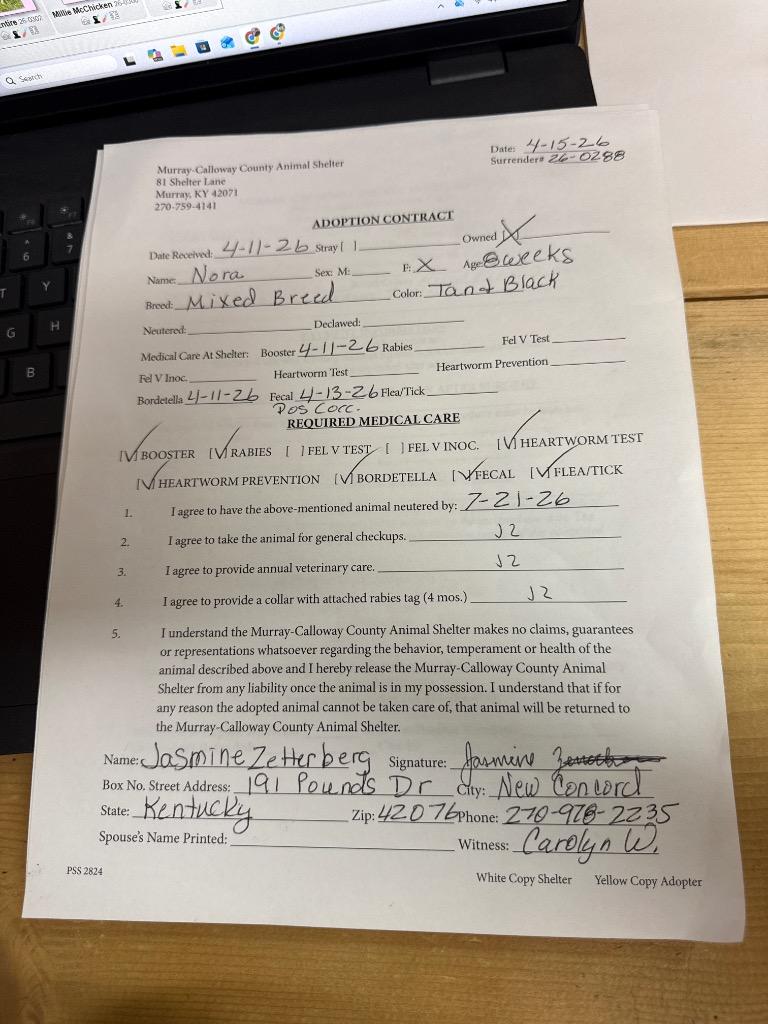 Enlarge Nora, a Adopted mixed breed in Murray, KY image 5/6