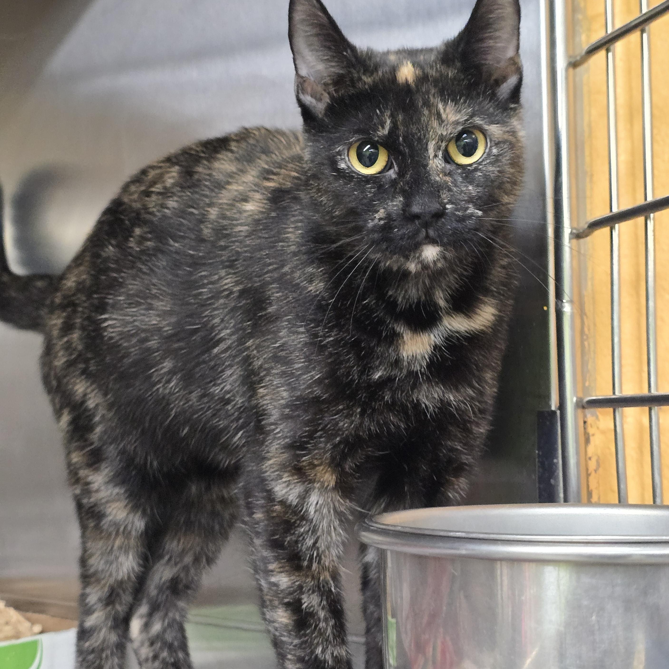 Celine, adopted, Adult Female Domestic Short Hair.