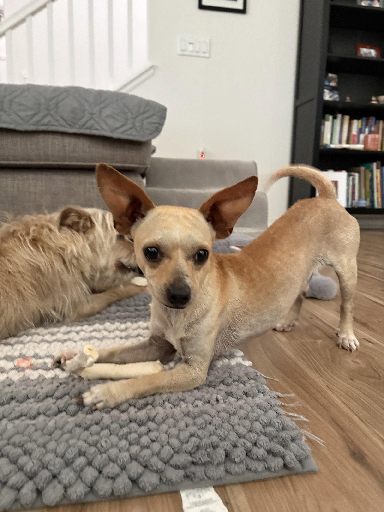 Frankie, Adopted, Young Male Chihuahua.
