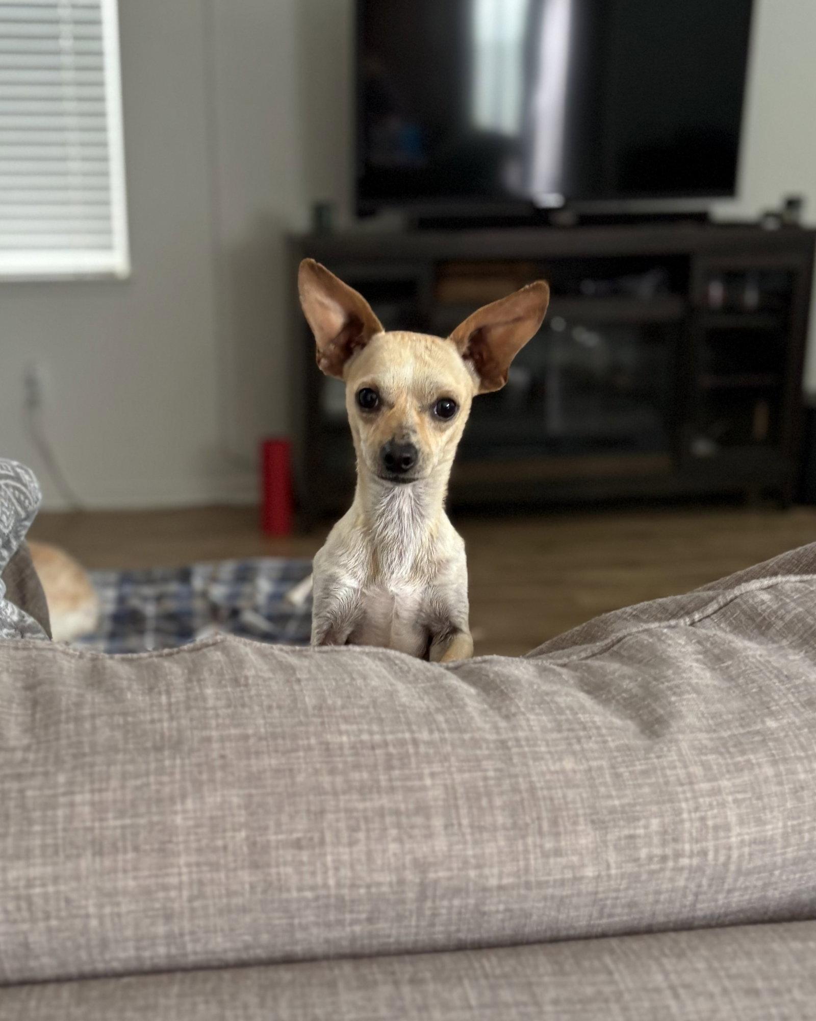 Frankie, a Adopted Chihuahua in Davis, CA image 2/3