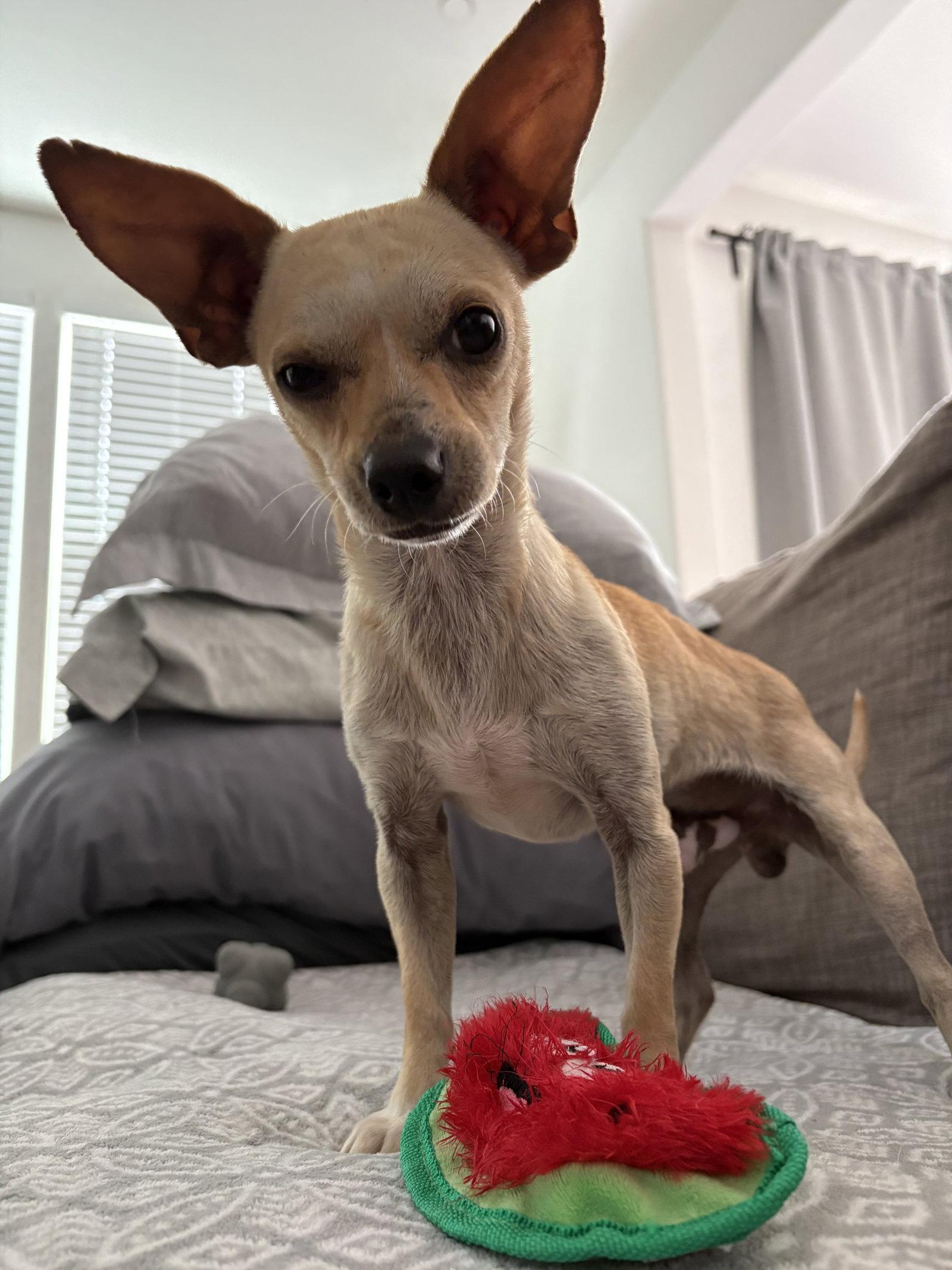 Frankie, a Adopted Chihuahua in Davis, CA image 3/3