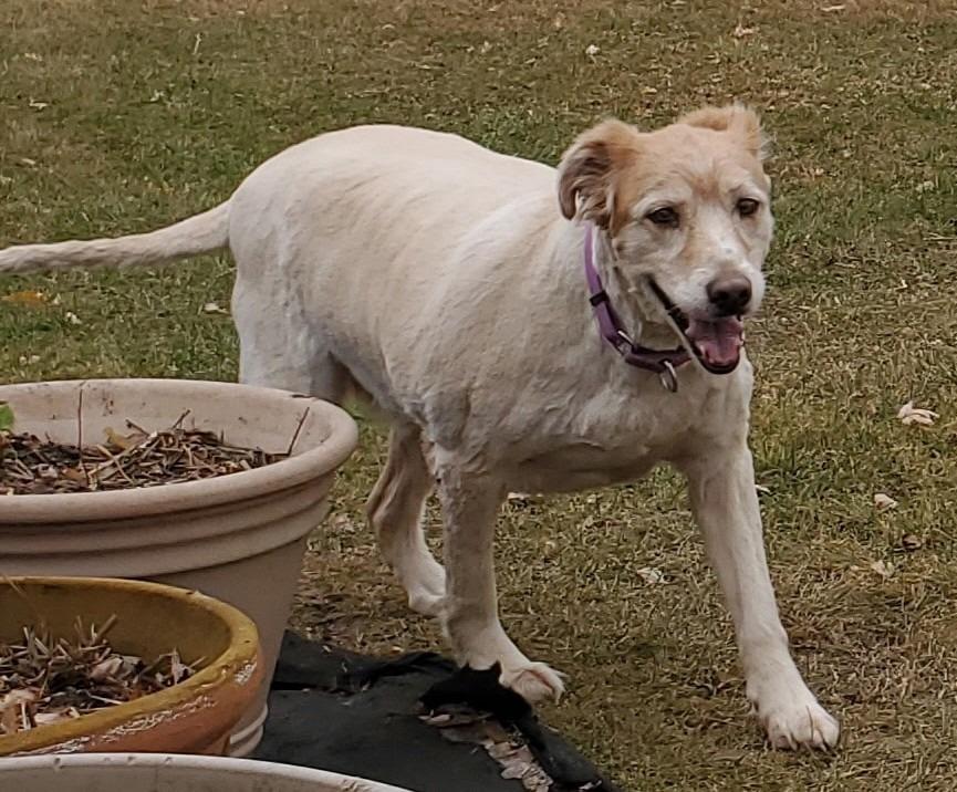 Harley, Adoptable, Adult Female Golden Retriever.